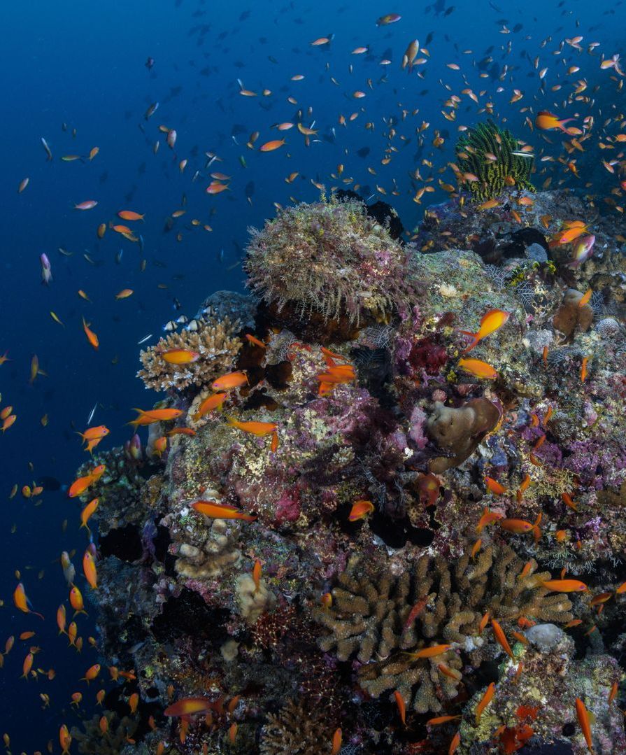 Helengeli house reef