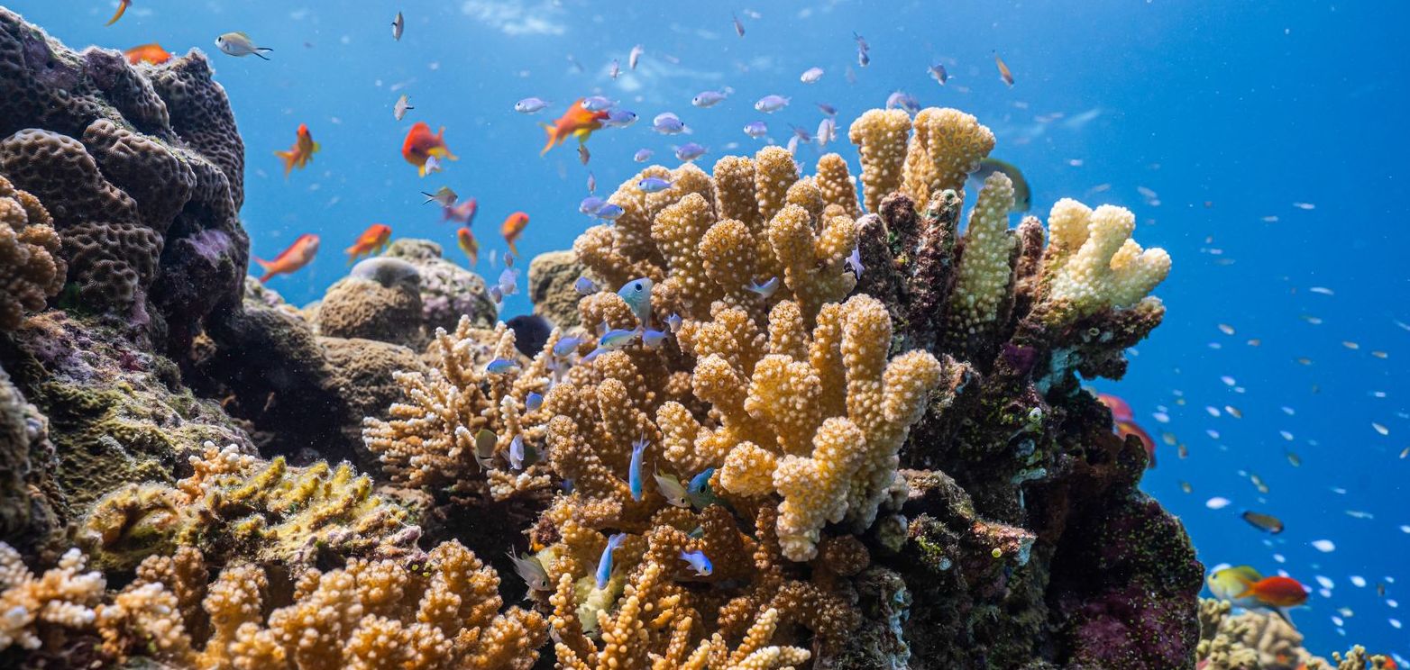 Diving near Helengeli